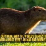 capybara.jpg