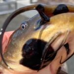 catfish-with-lesions.jpg