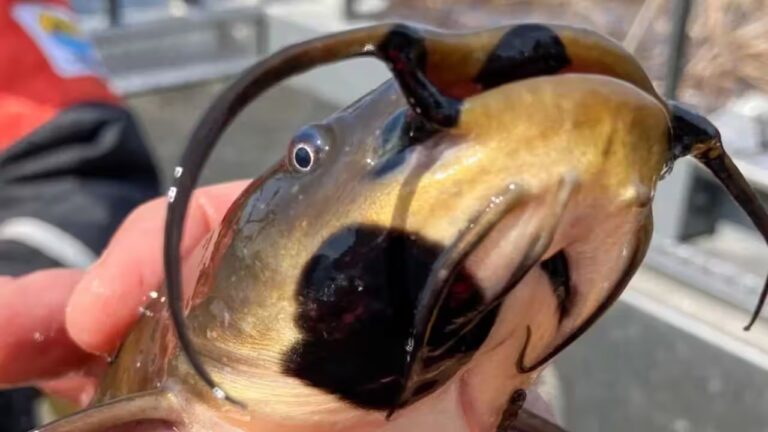 catfish-with-lesions.jpg