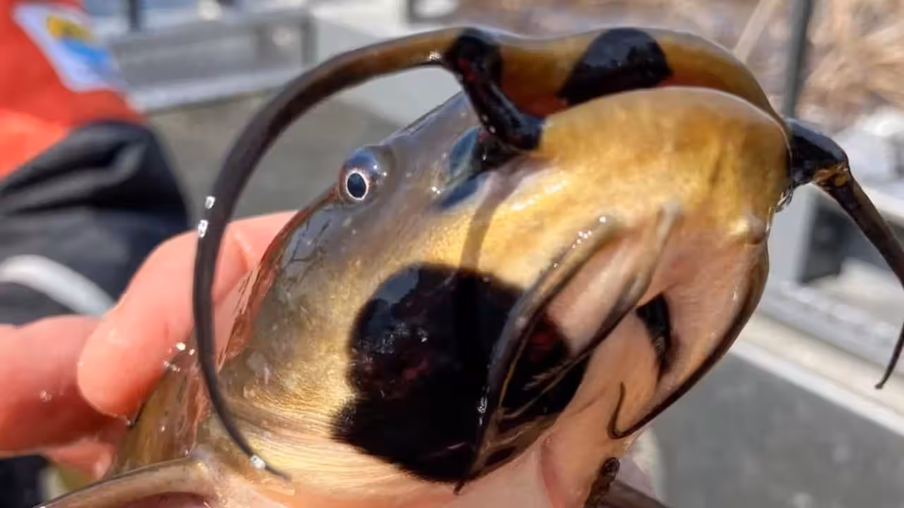 catfish-with-lesions.jpg