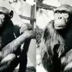chimpanzee-sultan.jpg