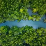 china-lost-more-than-50-of-its-mangrove-forests-by-the-2000s-now-it-has-restored-22500-hectares-of-t.avif