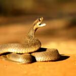 cobra-representative-image.jpg