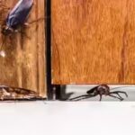 cockroaches.jpg