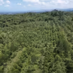 costa-rica-lost-nearly-half-its-forests-in-just-a-few-decades-then-planted-millions-of-trees-and-bec.avif