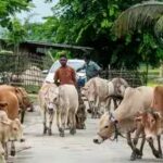 cows-and-calf.jpg