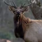 elk-were-once-found-across-much-of-north-carolina-but-disappeared-from-the-state-many-years-ago.jpg