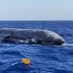 elon-musks-previous-starships-exploded-or-broke-apart-after-splashdown-flight-13-landed-so-gently-th.avif