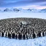 emperor-penguins-survive-antarctica39s-brutal-winters-by-huddling-together-but-a-math-study-reveals.avif
