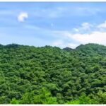 evergreen_broad_leaved_forest_nanshan_national_park_hunan_china.jpg