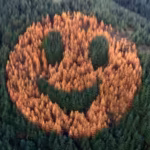 every-autumn-an-ordinary-oregon-forest-suddenly-starts-smiling-after-foresters-in-2011-planted-weste.avif