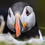 first-puffin-chick-in-30-years-just-emerged-from-england39s-south-coast-after-15-weeks-of-careful-mo.avif