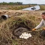 florida-confirms-a-new-burmese-python-breeding-hotspot-outside-the-everglades-and-wildlife-experts-f.avif