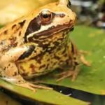 frog.jpg