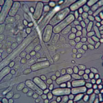 german-scientists-discovered-naturally-occurring-microbes-that-removed-95-of-dissolved-uranium-from.avif