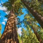 giant-sequoias.jpg