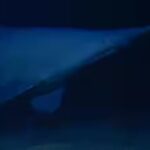 goblin-shark.jpg