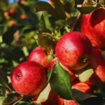 himachal-apples-under-pressure.jpg