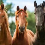 horses.jpg