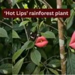 hot-lips-rainforest-plant.jpg
