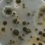 how-chornobyl39s-mysterious-fungus-could-change-medicine-and-future-space-missions.jpg
