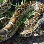 how-florida-used-ai-powered-robot-rabbits-to-hunt-invasive-burmese-pythons.jpg