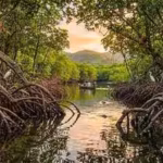 how-planet39s-39blue-forests39-mangroves-protect-coastlines-support-wildlife-and-store-up-to-four-ti.avif