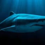 how-the-greenland-shark39s-400-year-lifespan-could-help-scientists-protect-human-eyesight.jpg