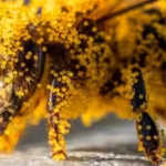 how-tiny-pollen-grains-helped-solve-a-brutal-murder-the-fascinating-science-behind-nature39s-invisib.avif