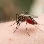 human-blood-is-becoming-a-preferred-choice-for-mosquitoes-and-scientists-think-brazils-disappearing.avif