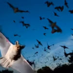if-many-bats-are-sending-out-similar-sound-waves-at-the-same-time-their-signals-can-overlap-national.avif