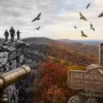 in-1934-this-pennsylvania-mountain-went-from-a-hawk-killing-ground-to-the-world39s-first-raptor-sanc.avif