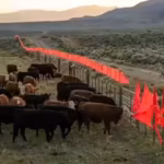 in-2003-scientists-discovered-wolves-refused-to-cross-a-simple-line-of-fluttering-flags-today-it-hel.avif