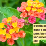 in-the-1800s-lantana-camara-was-imported-to-decorate-colonial-gardens-today-it-has-become-one-of-ind.avif