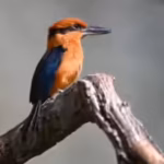 in-the-1980s-guams-kingfisher-vanished-from-the-wild-after-invasive-snakes-devastated-the-islands-bi.avif
