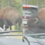 in-yellowstone-national-park-viral-video-shows-bison-popping-a-car39s-tyre-know-how-it-happened.jpg