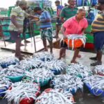 india-safeguards-billion-dollar-seafood-and-agri-exports-as-eu-tightens-antibiotic-norms.jpg
