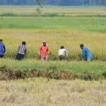 indian-agriculture.jpg