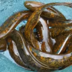 inside-sciences-forbidden-experiment-why-scientists-kill-9-million-sea-lampreys-every-year-in-the-gr.avif