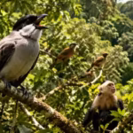 internet-of-the-forest-scientists-discover-birds-and-monkeys-in-the-amazon-have-developed-a-natural.avif