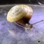 invasive-predators-nearly-erased-this-bermuda-snail-fewer-than-200-survived-in-an-alley-in-2014-but.avif