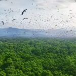 israel-planted-millions-of-pine-trees-but-what-happened-next-surprised-scientists.jpg