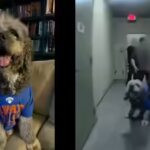 jamesons-owner-has-sued-the-city-of-los-angeles-after-an-lapd-officer-shot-and-killed-the-dog.jpg
