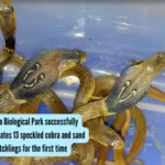 jharkhand39s-birsa-biological-park-successfully-artificially-incubates-13-speckled-cobra-and-sand-bo.avif