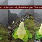 kenzo-or-padamchal-the-himalayan-diamond.jpg