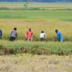 kharif-sowing.jpg