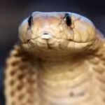 king-cobra.jpg