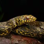king-ratsnake-is-known-for-hunting-and-eating-deadly-venomous-snakes-inaturalist-photos.jpg
