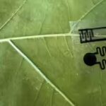 leaf-sensor.jpg