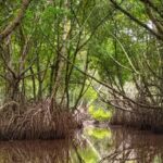 mangroves-a-forest-that-would-not-vanish-across-the-globe.jpg